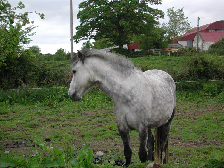 Horse at Killowen.jpg 487.2K